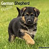 German Shepherd Puppy Calendar